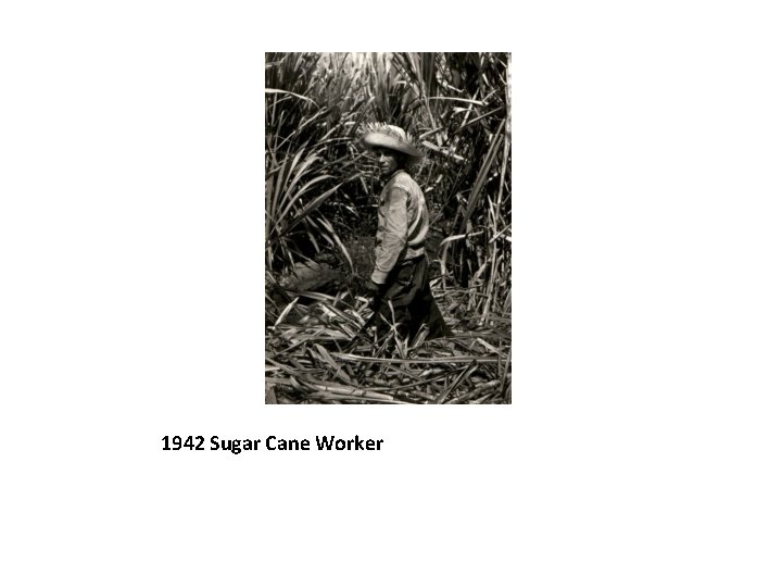 1942 Sugar Cane Worker 