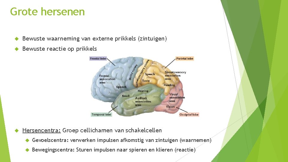 Grote hersenen Bewuste waarneming van externe prikkels (zintuigen) Bewuste reactie op prikkels Hersencentra: Groep