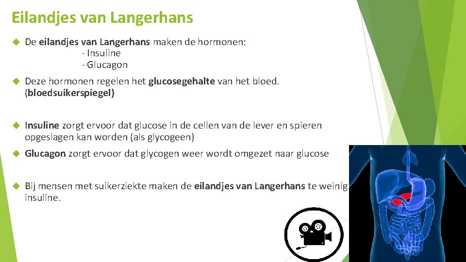 Eilandjes van Langerhans De eilandjes van Langerhans maken de hormonen: - Insuline - Glucagon