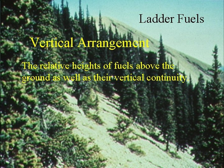 Ladder Fuels Vertical Arrangement The relative heights of fuels above the ground as well