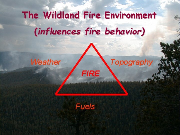 The Wildland Fire Environment (influences fire behavior) Weather Topography FIRE Fuels 