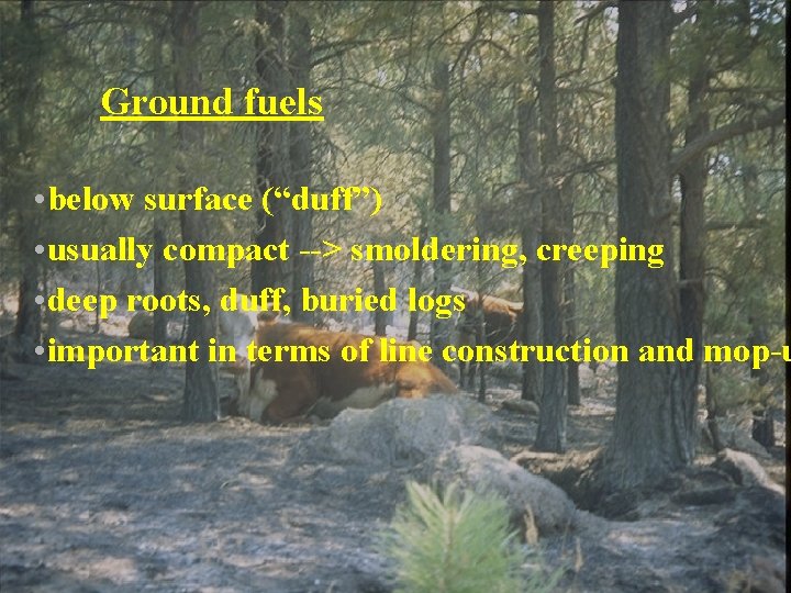 Ground fuels • below surface (“duff”) • usually compact --> smoldering, creeping • deep