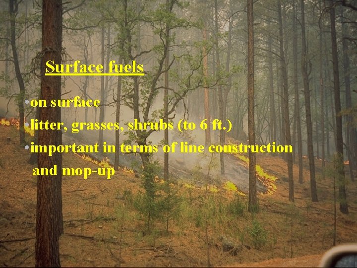 Surface fuels • on surface • litter, grasses, shrubs (to 6 ft. ) •