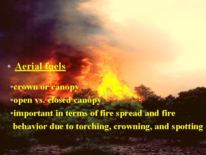  • Aerial fuels • crown or canopy • open vs. closed canopy •