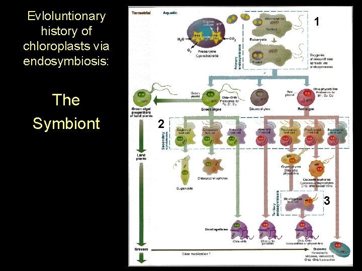 Evloluntionary history of chloroplasts via endosymbiosis: The Symbiont 1 2 3 