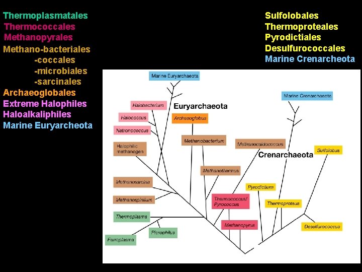 Thermoplasmatales Thermococcales Methanopyrales Methano-bacteriales -coccales -microbiales -sarcinales Archaeoglobales Extreme Halophiles Haloalkaliphiles Marine Euryarcheota Sulfolobales