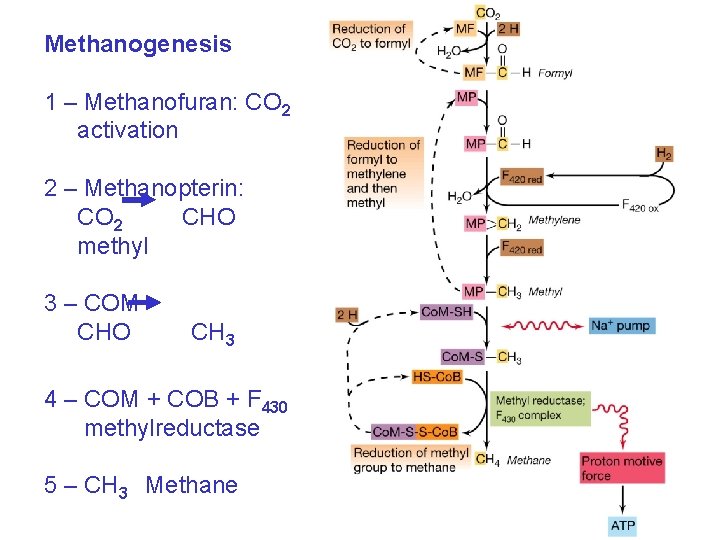 Methanogenesis 1 – Methanofuran: CO 2 activation 2 – Methanopterin: CO 2 CHO methyl