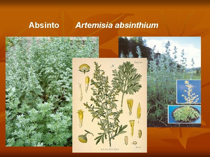 Absinto Artemisia absinthium 