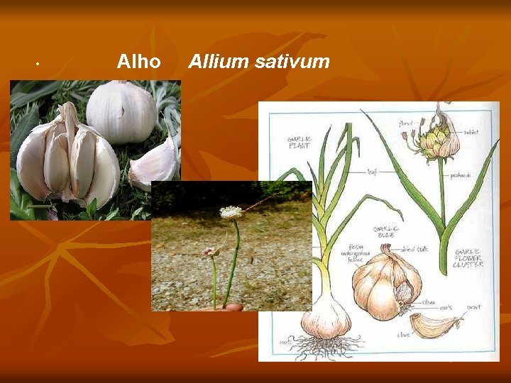  • Alho Allium sativum 