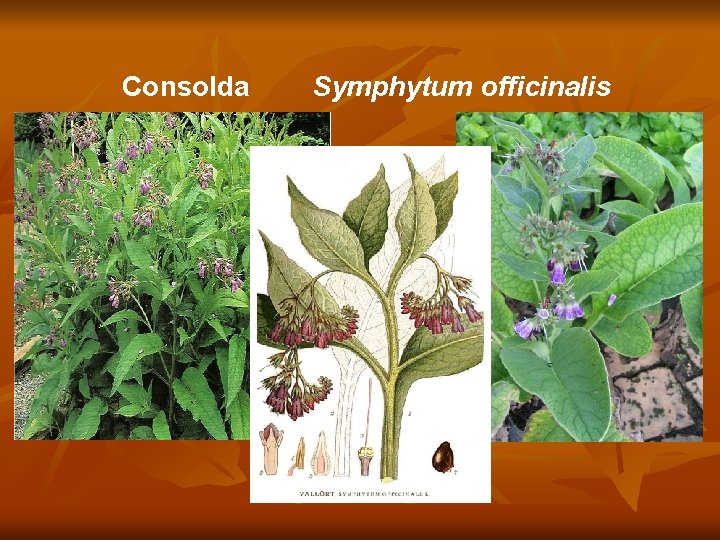 Consolda Symphytum officinalis 