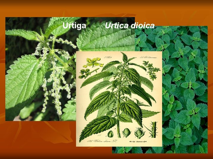 Urtiga Urtica dioica 