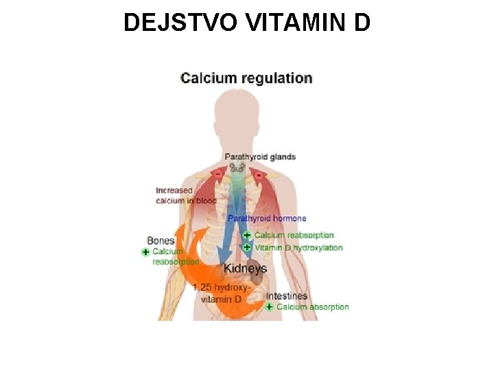 DEJSTVO VITAMIN D 