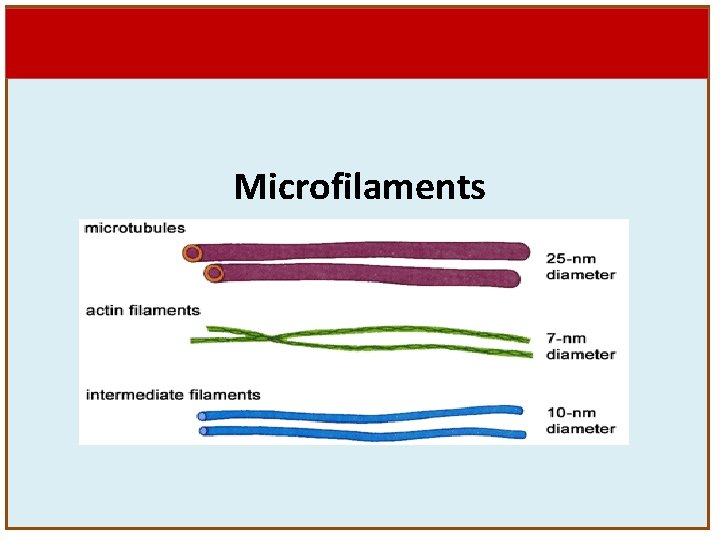 Their name reflects their diameter, which is the diameter of the microfilaments and microtubules