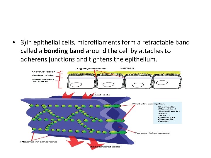  • 3)In epithelial cells, microfilaments form a retractable band called a bonding band