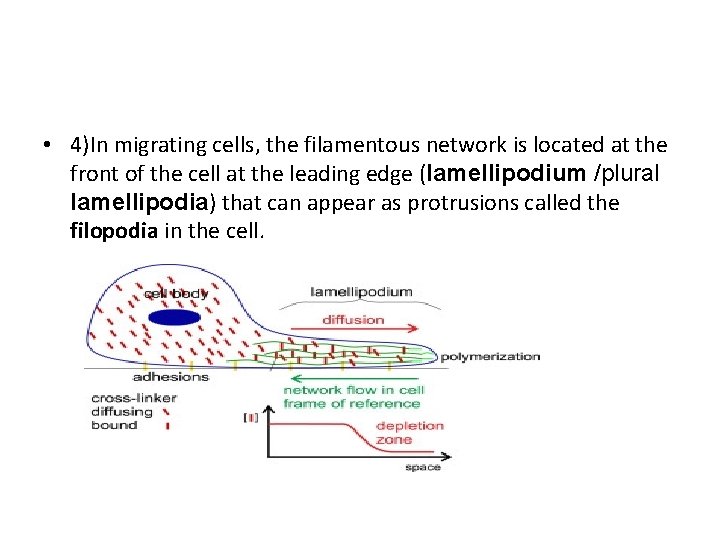  • 4)In migrating cells, the filamentous network is located at the front of