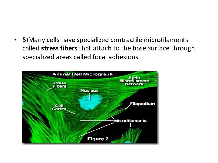  • 5)Many cells have specialized contractile microfilaments called stress fibers that attach to