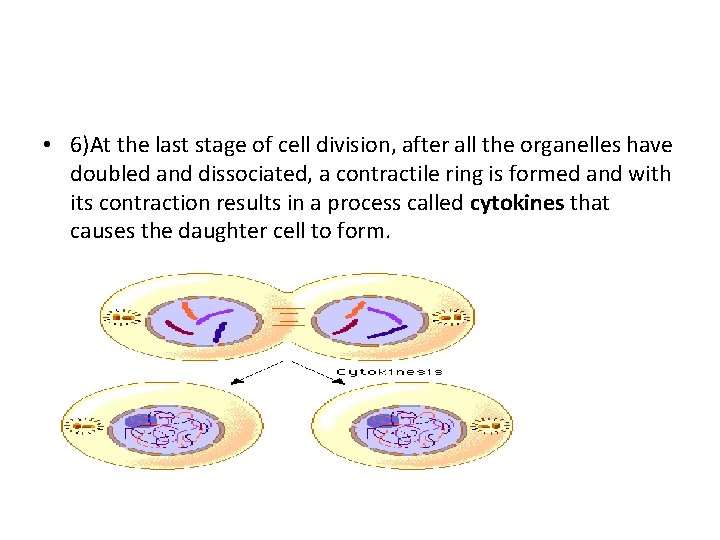  • 6)At the last stage of cell division, after all the organelles have