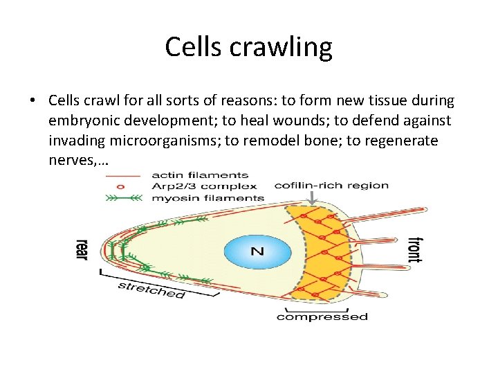 Cells crawling • Cells crawl for all sorts of reasons: to form new tissue