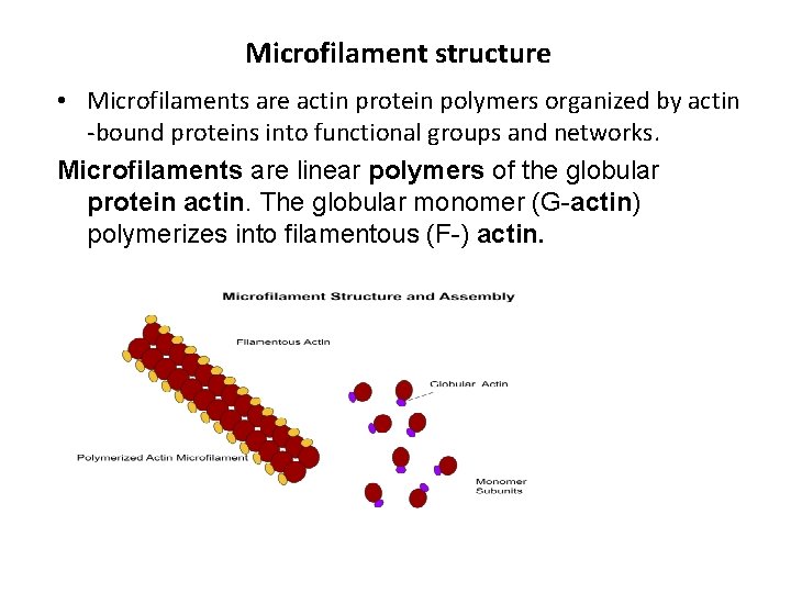 Microfilament structure • Microfilaments are actin protein polymers organized by actin -bound proteins into