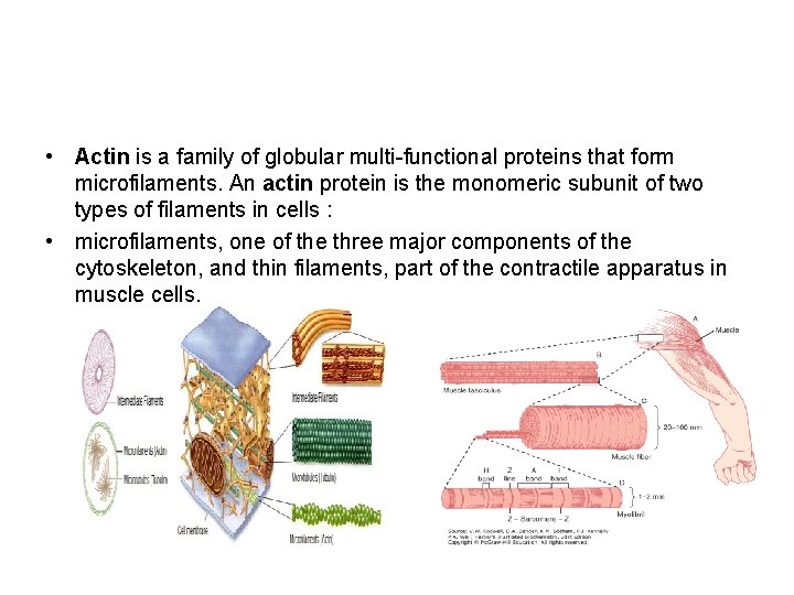  • Actin is a family of globular multi-functional proteins that form microfilaments. An