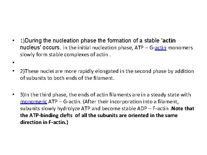  • 1)During the nucleation phase the formation of a stable 'actin nucleus' occurs.