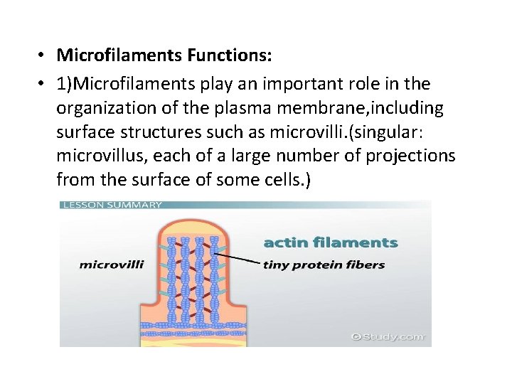  • Microfilaments Functions: • 1)Microfilaments play an important role in the organization of