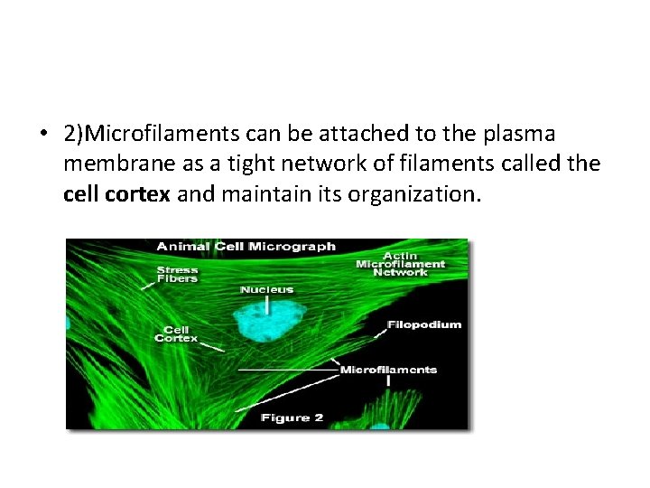  • 2)Microfilaments can be attached to the plasma membrane as a tight network