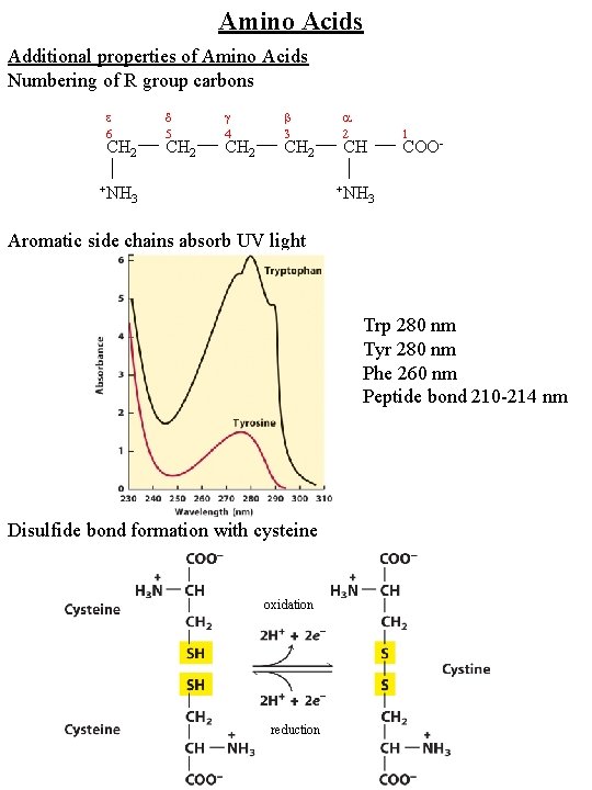 Amino Acids Additional properties of Amino Acids Numbering of R group carbons 6 CH