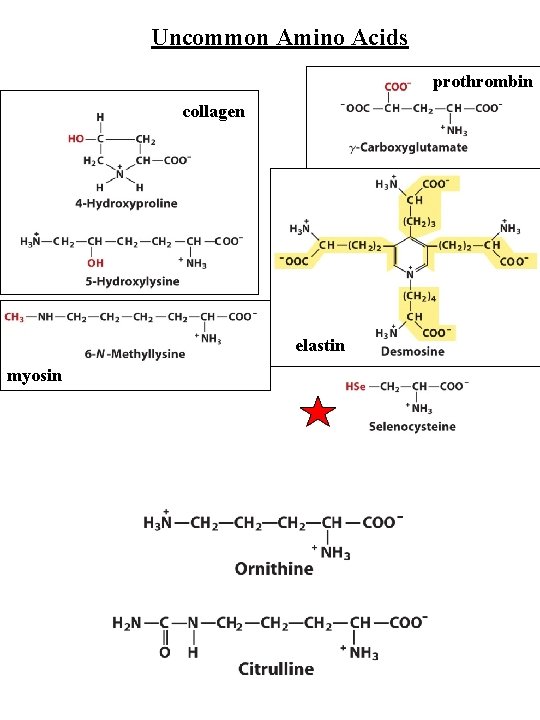 Uncommon Amino Acids prothrombin collagen elastin myosin 