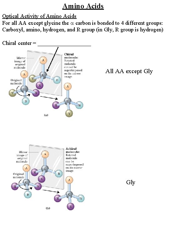 Amino Acids Optical Activity of Amino Acids For all AA except glycine the carbon