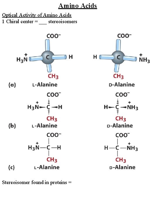 Amino Acids Optical Activity of Amino Acids 1 Chiral center = ___ stereoisomers Stereoisomer