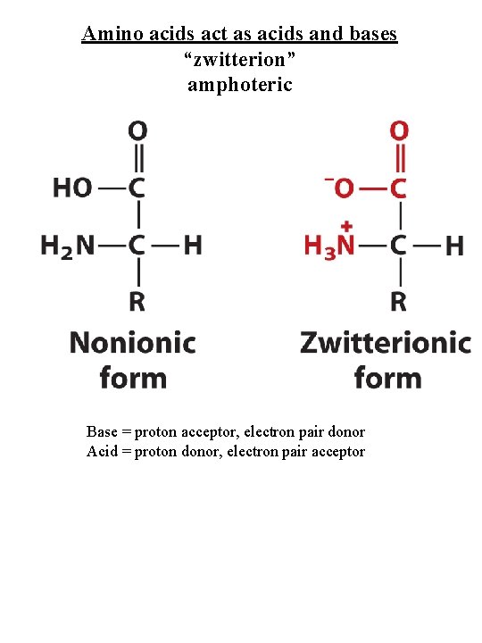 Amino acids act as acids and bases “zwitterion” amphoteric Base = proton acceptor, electron