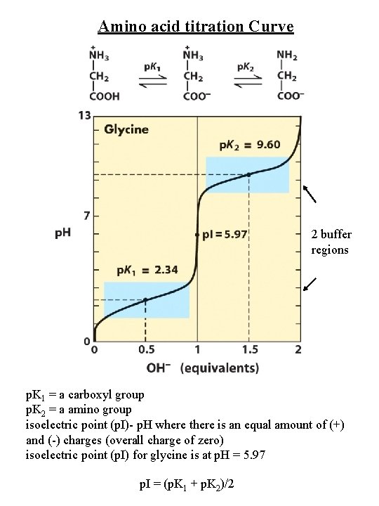 Amino acid titration Curve 2 buffer regions p. K 1 = a carboxyl group