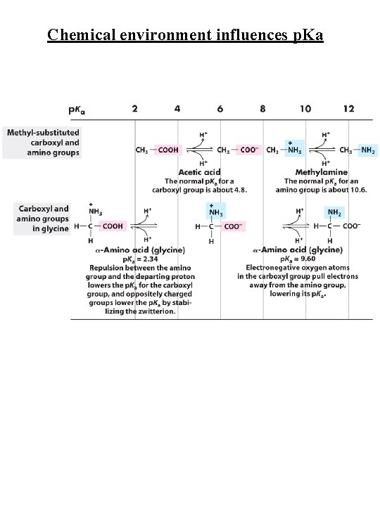 Chemical environment influences p. Ka 