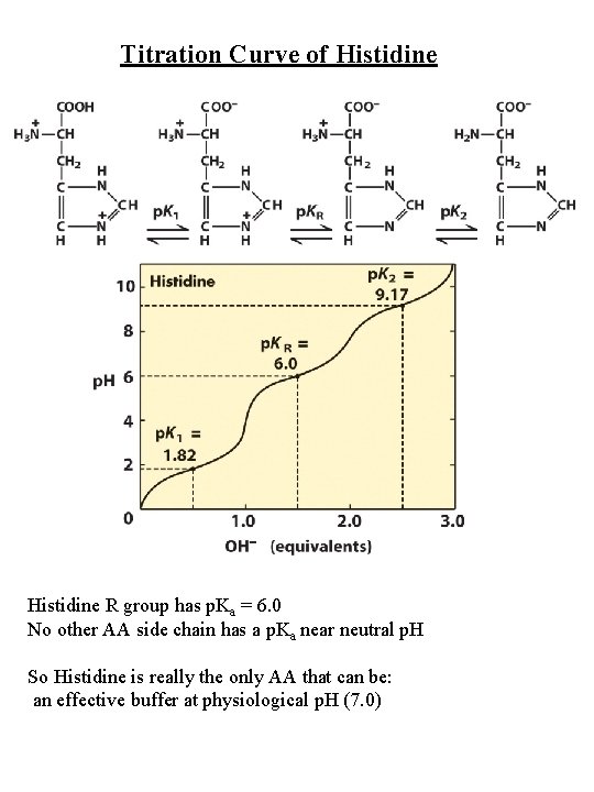 Titration Curve of Histidine R group has p. Ka = 6. 0 No other