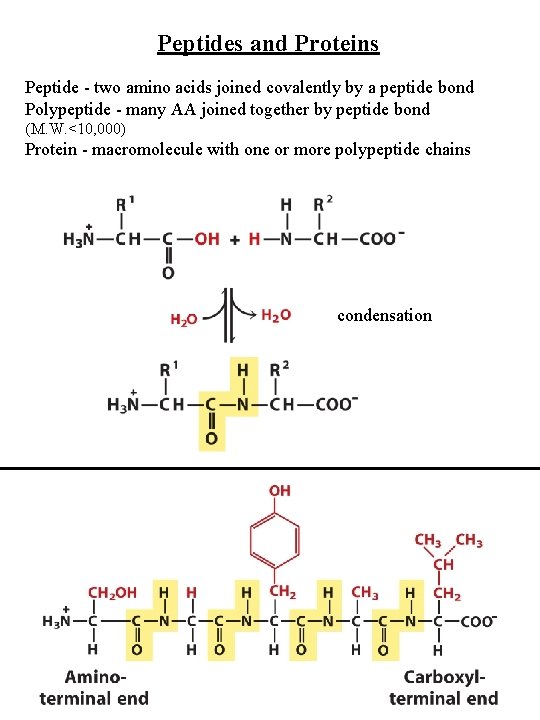 Peptides and Proteins Peptide - two amino acids joined covalently by a peptide bond