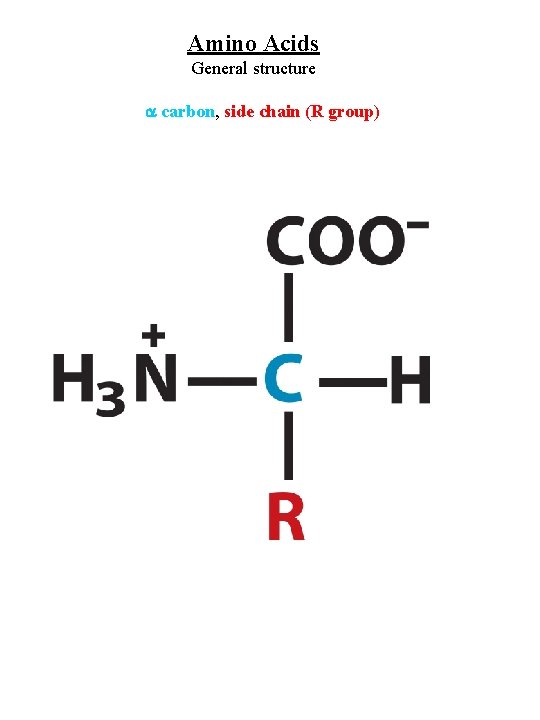 Amino Acids General structure carbon, side chain (R group) 