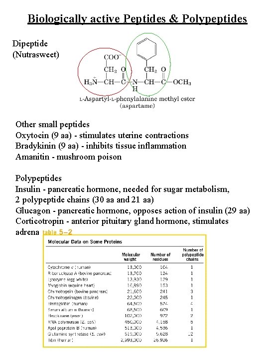 Biologically active Peptides & Polypeptides Dipeptide (Nutrasweet) Other small peptides Oxytocin (9 aa) -