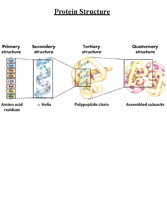 Protein Structure 