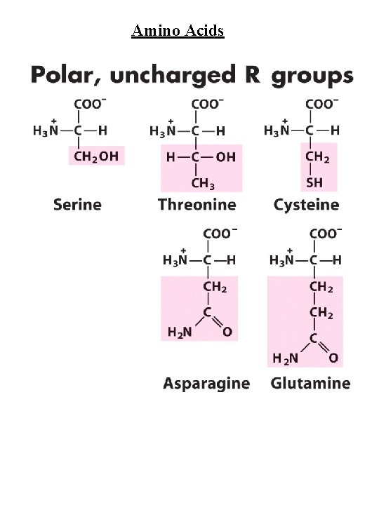 Amino Acids 