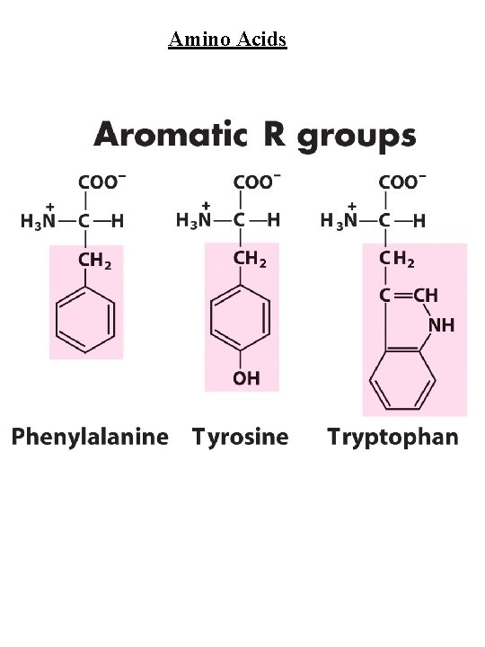 Amino Acids 