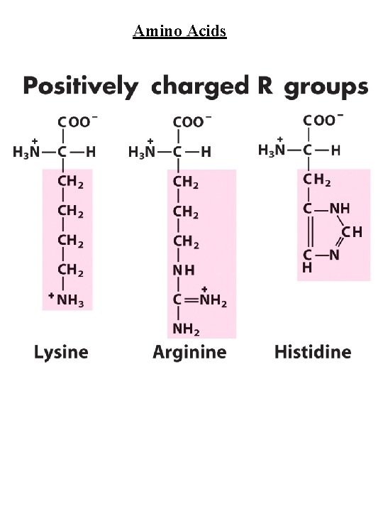 Amino Acids 