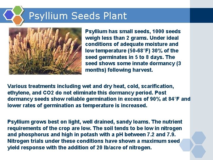Psyllium Seeds Plant Psyllium has small seeds, 1000 seeds weigh less than 2 grams.