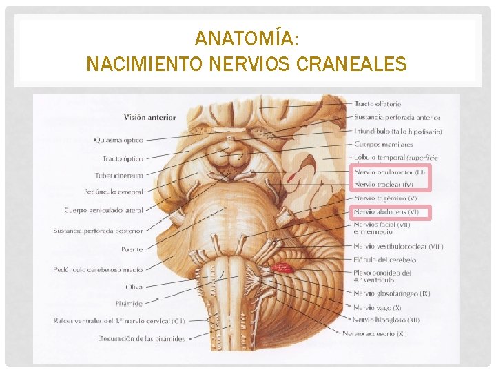 ANATOMÍA: NACIMIENTO NERVIOS CRANEALES 