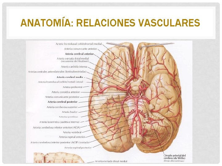 ANATOMÍA: RELACIONES VASCULARES 