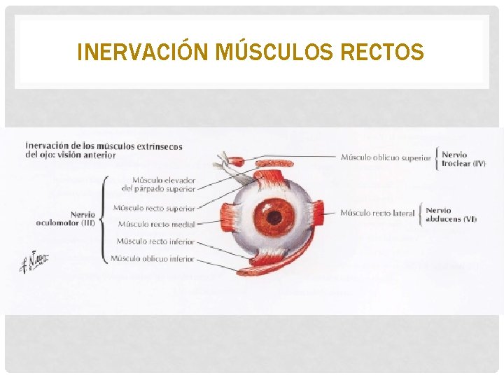 INERVACIÓN MÚSCULOS RECTOS 