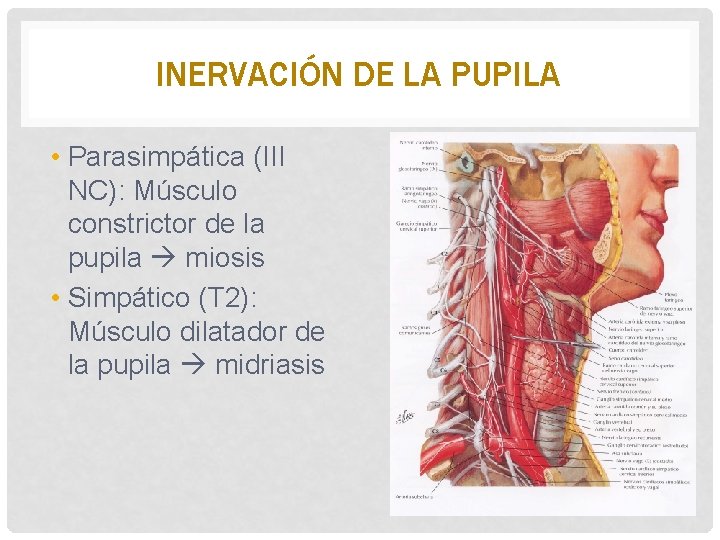 INERVACIÓN DE LA PUPILA • Parasimpática (III NC): Músculo constrictor de la pupila miosis