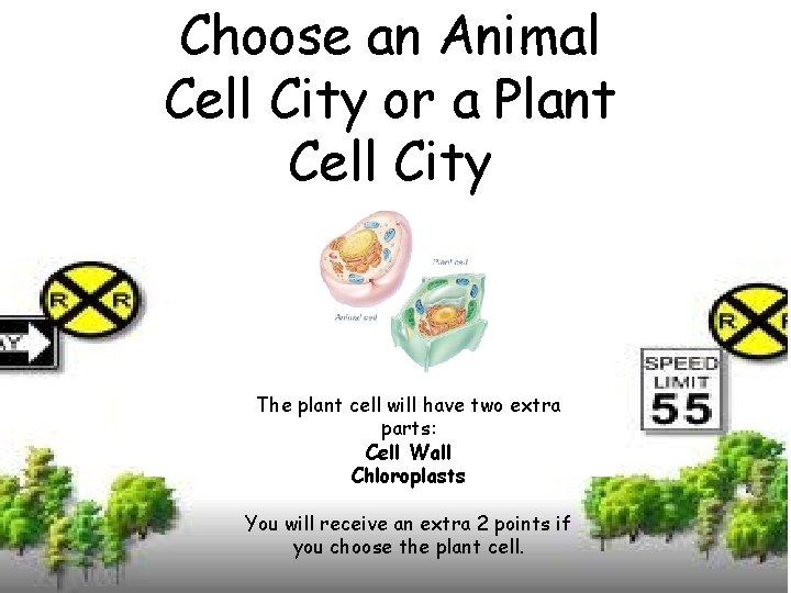 Choose an Animal Cell City or a Plant Cell City The plant cell will Choose an Animal Cell City or a Plant Cell City The plant cell will
