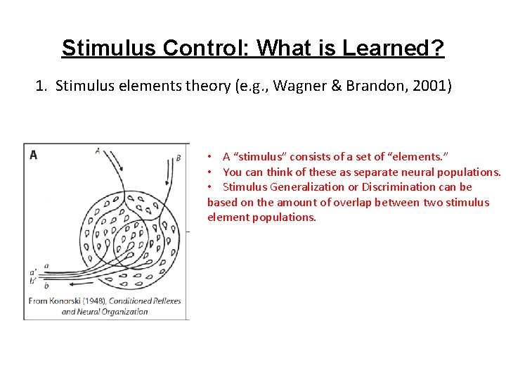 Stimulus Control: What is Learned? 1. Stimulus elements theory (e. g. , Wagner &