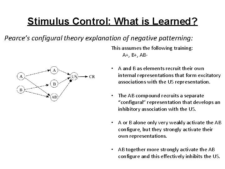 Stimulus Control: What is Learned? Pearce’s configural theory explanation of negative patterning: This assumes